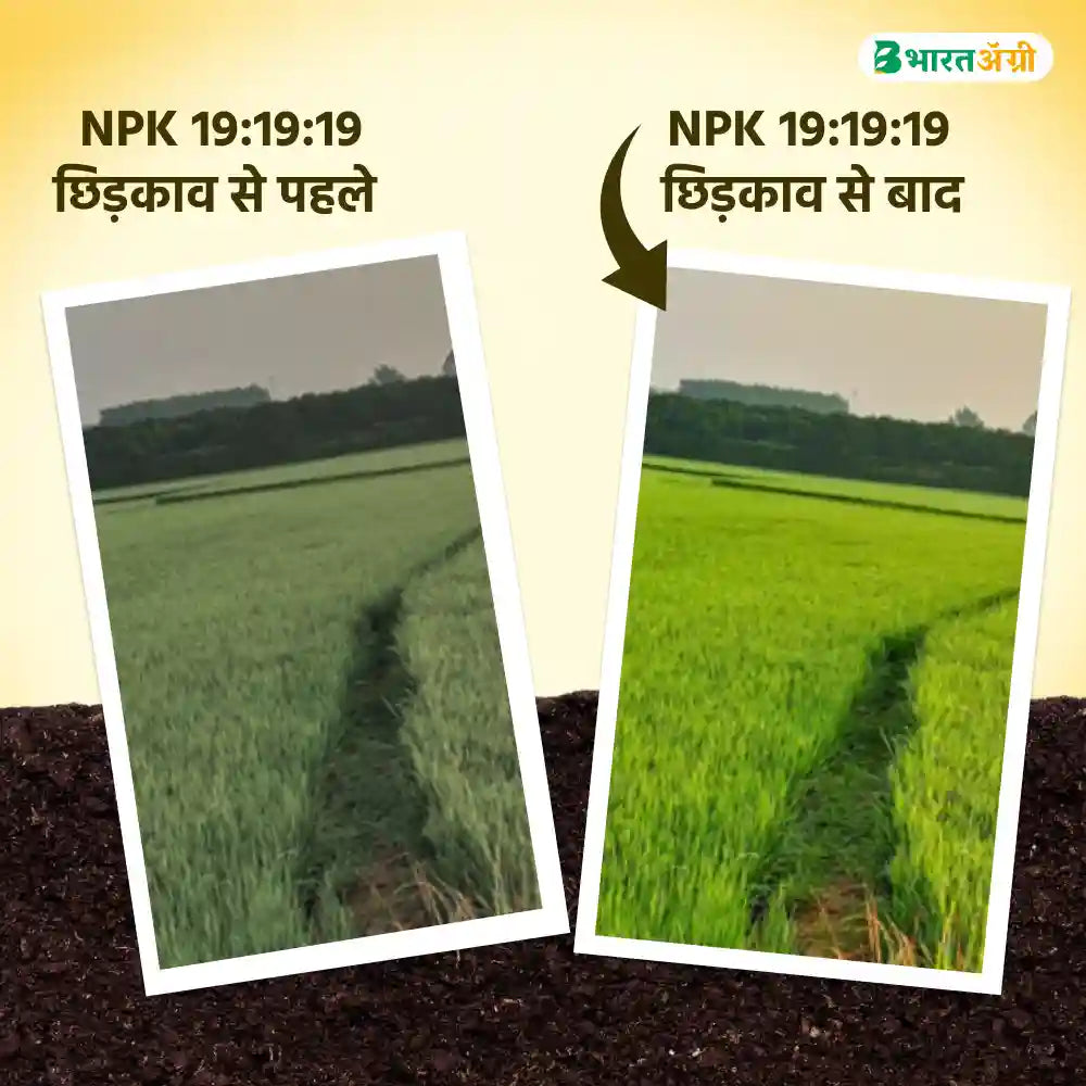 IFC NPK 19:19:19 Water Soluble Fertilizer