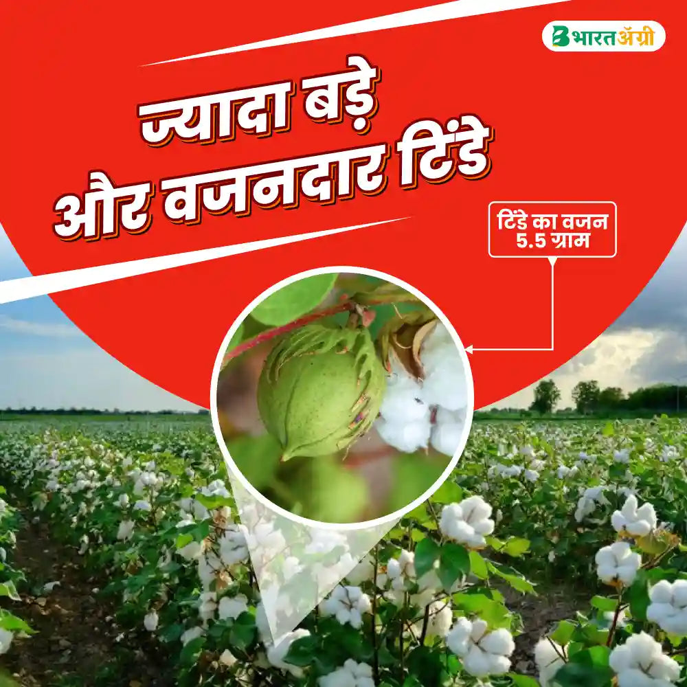 Ajeet - 177 Cotton Seeds + UPL Saaf Combo
