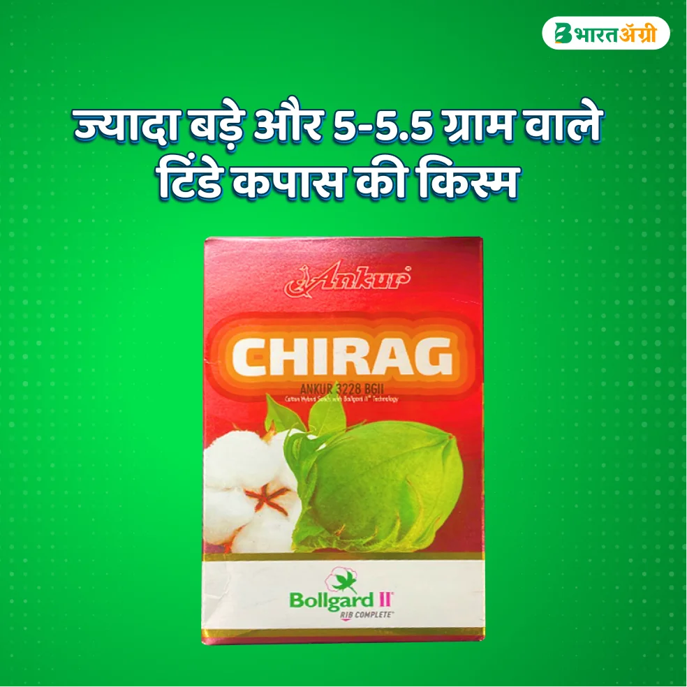 Ankur Chirag 3228 BGII Hybrid Cotton Seeds