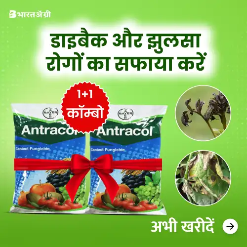 Bayer Antracol (Propineb 70% WP) Fungicide (1+1 Combo)