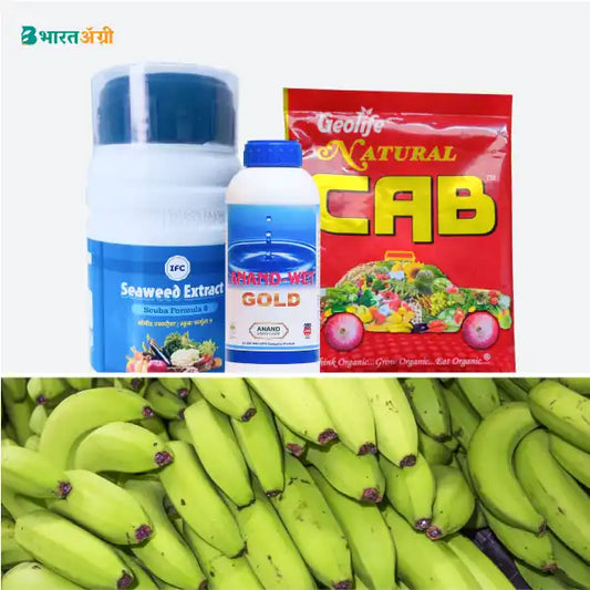 केला बढ़त किट - आकार और रंग (270-330 दिन) | Banana Badhat Kit - Size and Color (270-330 days)