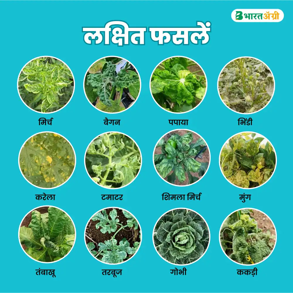 Berrysun VC-100 Best Effective on Viral Diseases