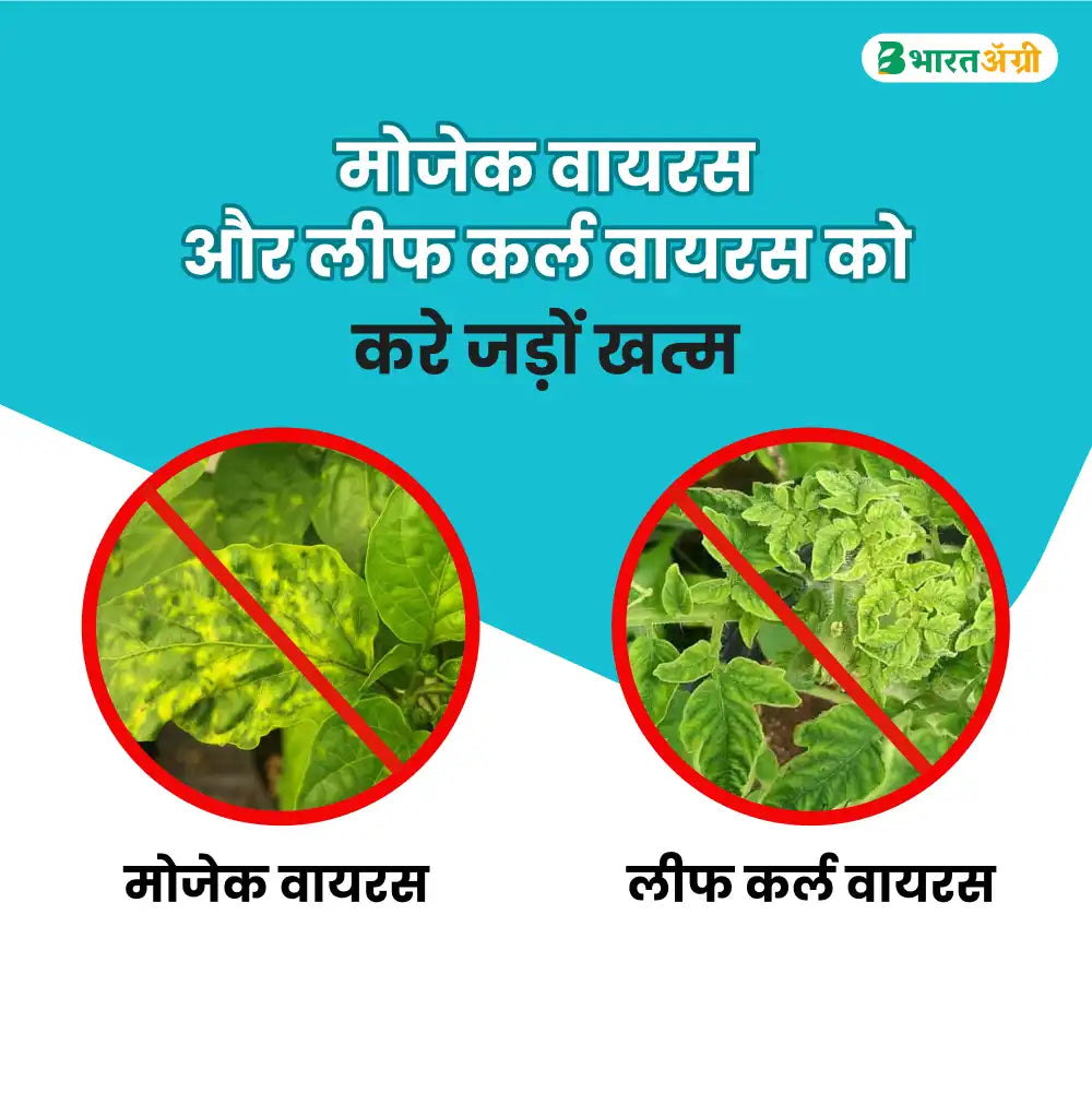 Berrysun VC-100 Best Effective on Viral Diseases