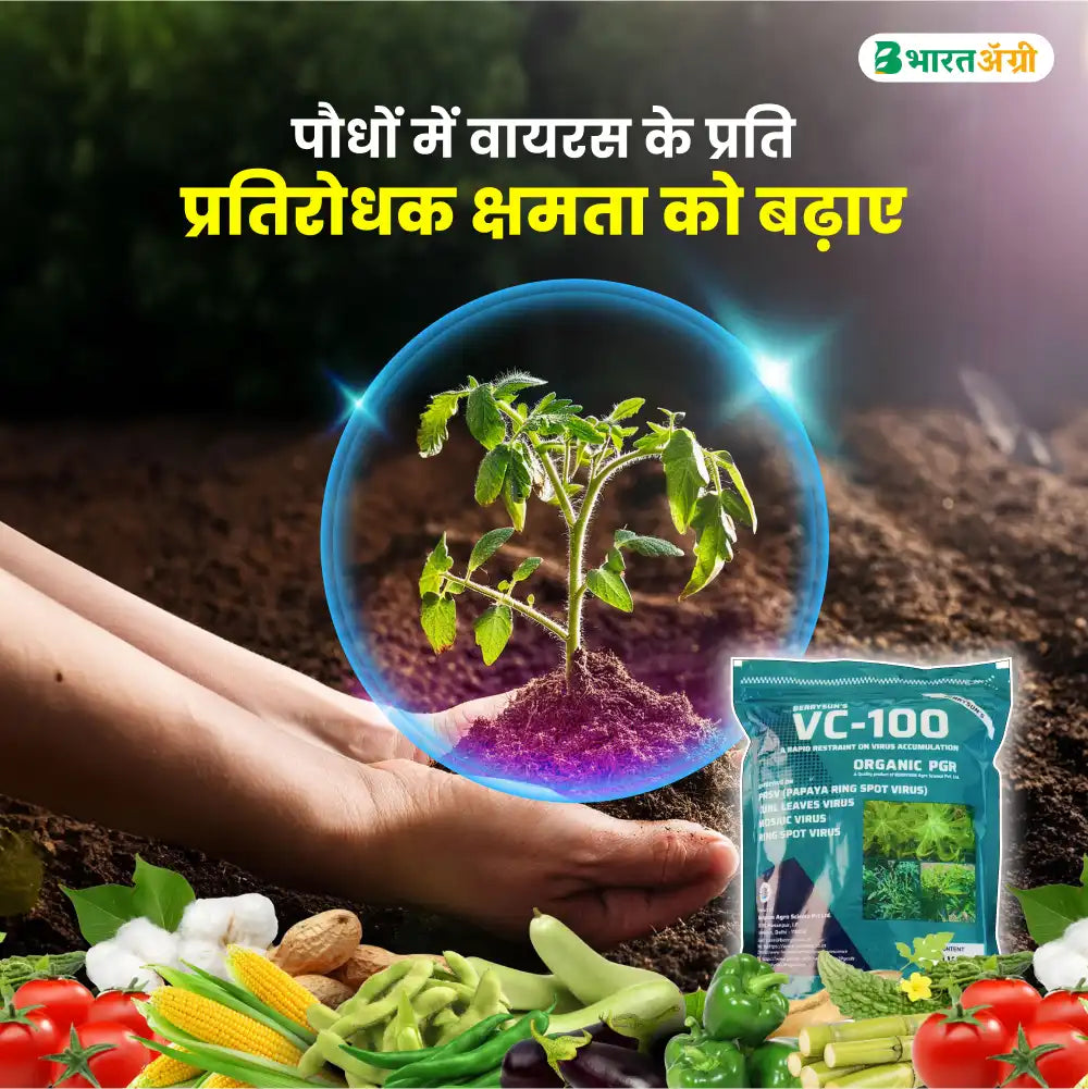 Berrysun VC-100 Best Effective on Viral Diseases