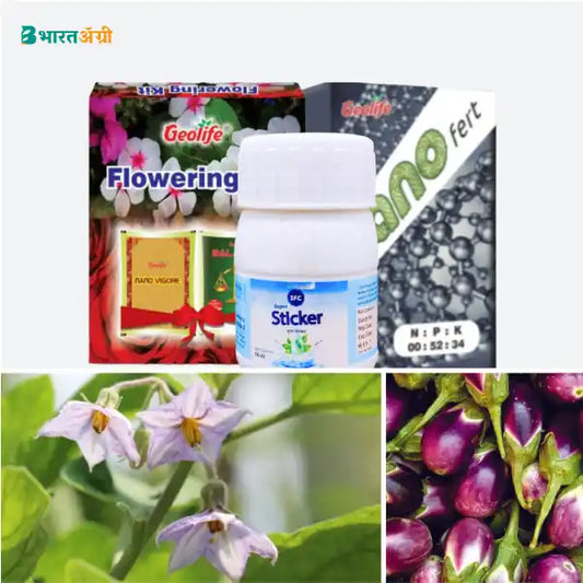 Brinjal Badhat Kit - Flowering (40-80 days)