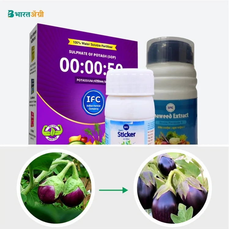 Brinjal Badhat Kit - Fruit Size and Color (70-150 days)