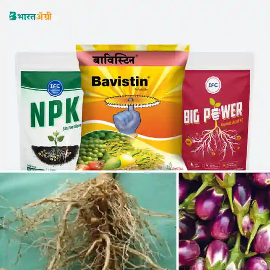 Brinjal Badhat Kit - Root Growth (0-15 days)