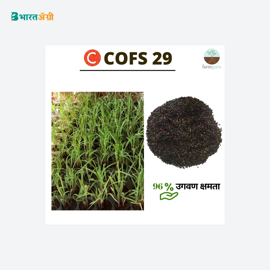 Farmguru C COFS 29 Jowar Fodder Seed