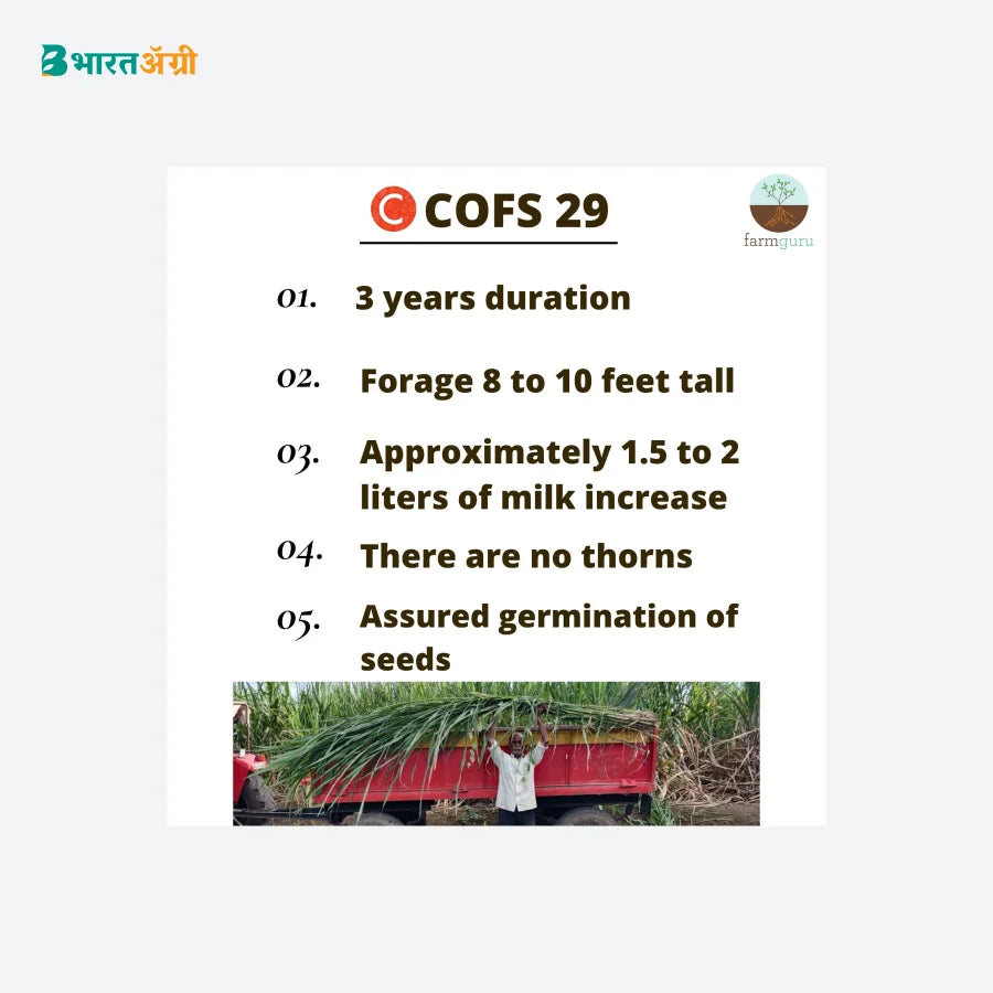 Farmguru C COFS 29 Jowar Fodder Seed