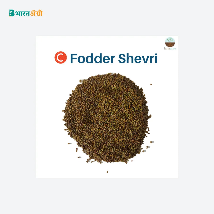 Farmguru C Fodder Shevari Seeds