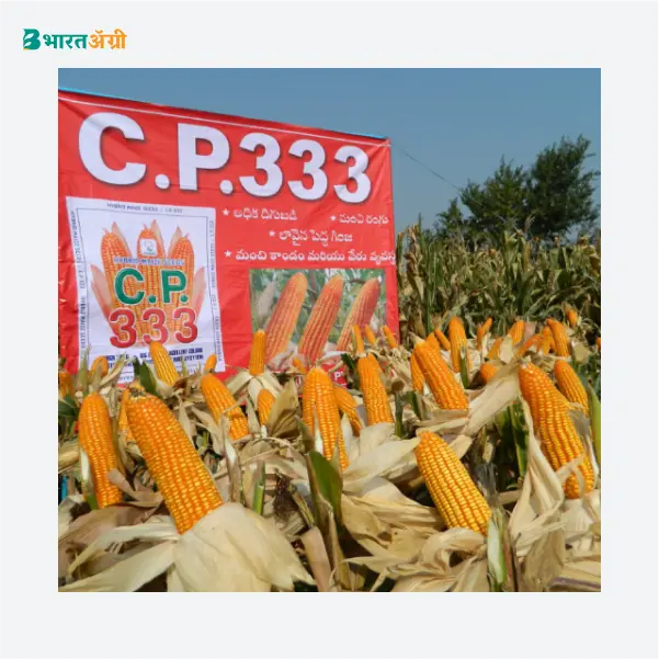 CP 333 Hybrid Maize Seeds_3_BharatAgri Krushidukan