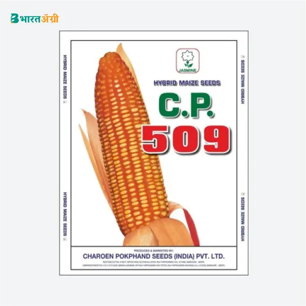 CP 509 Hybrid Maize Seeds_2_BharatAgri Krushidukan