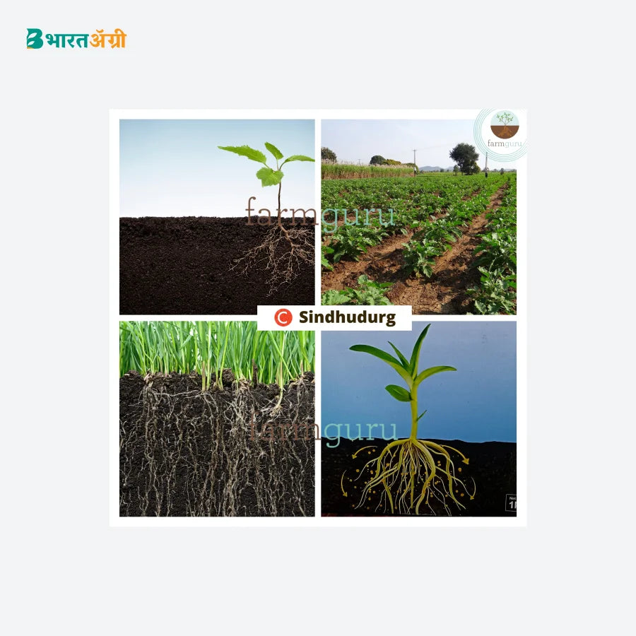 Farmguru C Sindhudurg Crop Nutrition