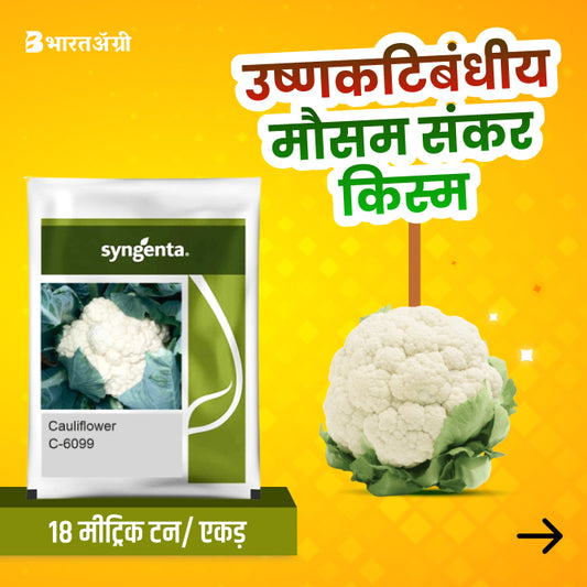 Syngenta C-6099 Cauliflower Seeds - BharatAgri Krushidukan_1