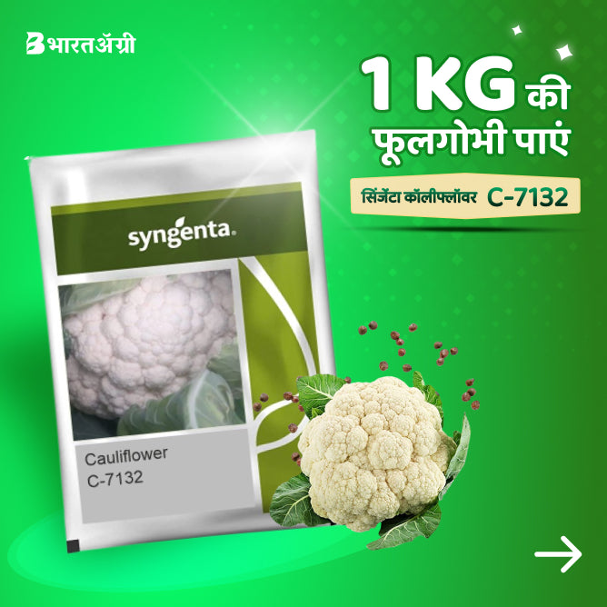 Syngenta C-7132 Cauliflower Seeds - BharatAgri Krushidukan_1