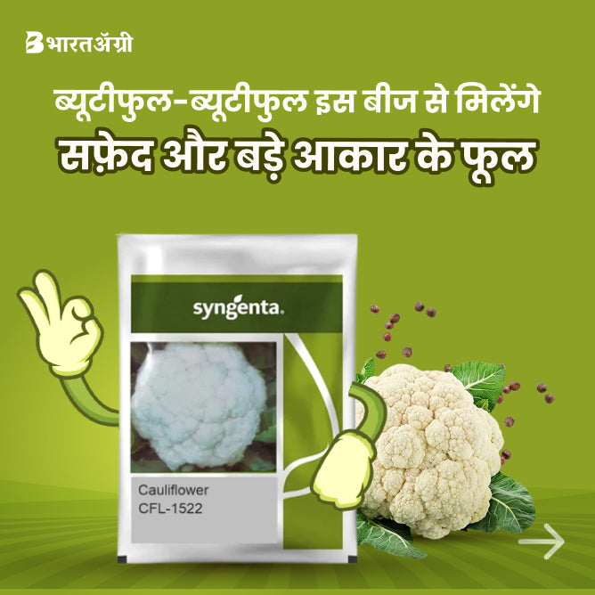 Syngenta CFL-1522 Cauliflower Seeds - BharatAgri Krushidukan_1