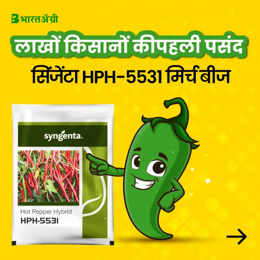 Syngenta Hot Pepper HPH-5531 Chilli Seeds - BharatAgri Krushidukan_1