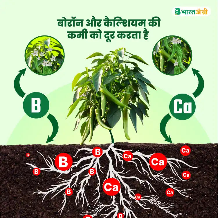 मिर्च बढ़त किट - फलों का गिरना कम करें (70-150 दिन)