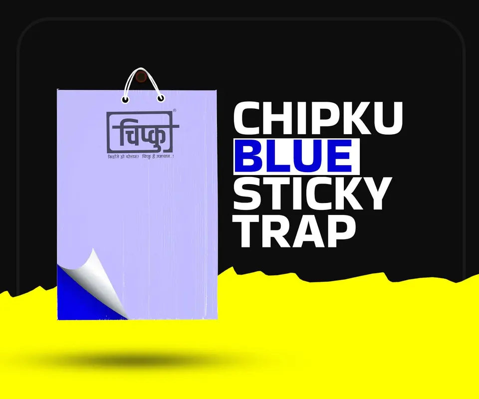 Chipku Sticky Trap - Pack of 25 each (Yellow, Blue, White)2
