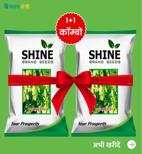 Coriander Ruchi Imported F1 - Shine Brand Seeds (1+1 Combo)