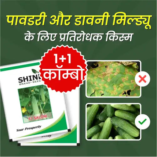 Cucumber Saloni F1 Hybrid Shine Brand Seeds - 20 gm (1+1 Combo)