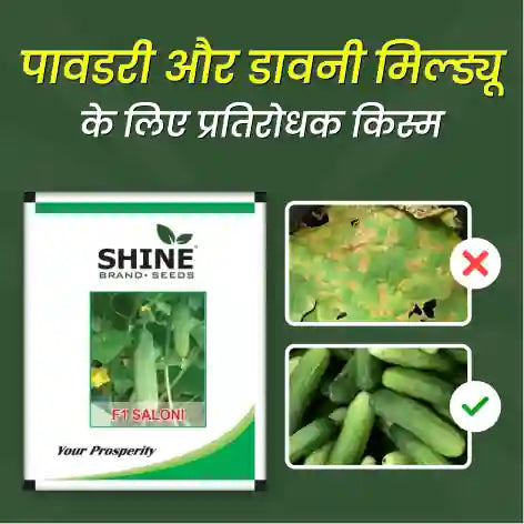 Cucumber Saloni F1 Hybrid Shine Brand Seeds - 20 gm (1+1 Combo)_1