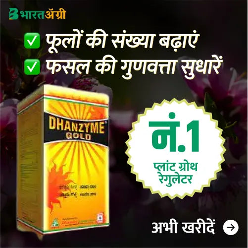 Dhanuka Dhanzyme Gold (Seaweed Extract) Growth Promoter  (1+1 Combo)