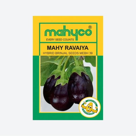 Mahyco Mahy Ravaiya Hybrid Brinjal Seeds