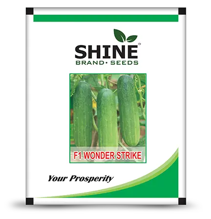Cucumber Wonder Strike F1 Shine Brand Seeds - 20 gm (1+1 Combo)_1