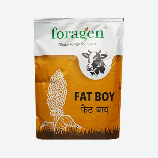 Foragen Fat Boy Hybrid Jowar Seeds