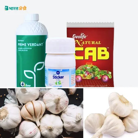 Garlic Badhat Kit - Size and Color (60-80 days)