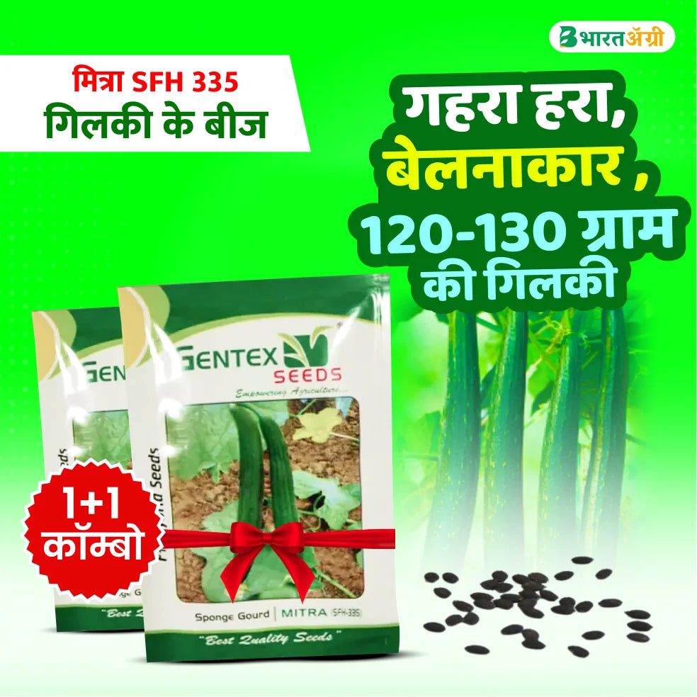 Gentex Mitra (SFH 335) Gilki Seeds (1+1 Combo)