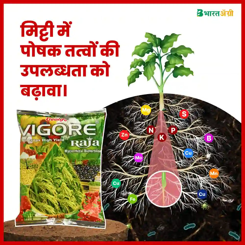 Geolife Vigore Raja Mycorrhizal Bio Fertilizer (1+1 Free)