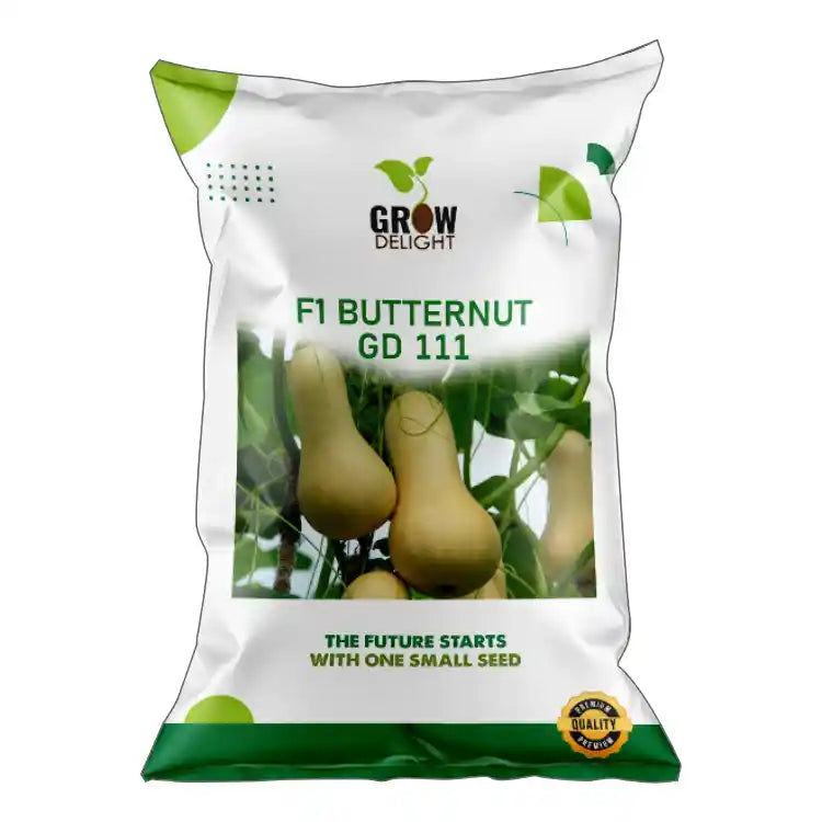 Grow Delight F1 GD-111 Butternut Seeds