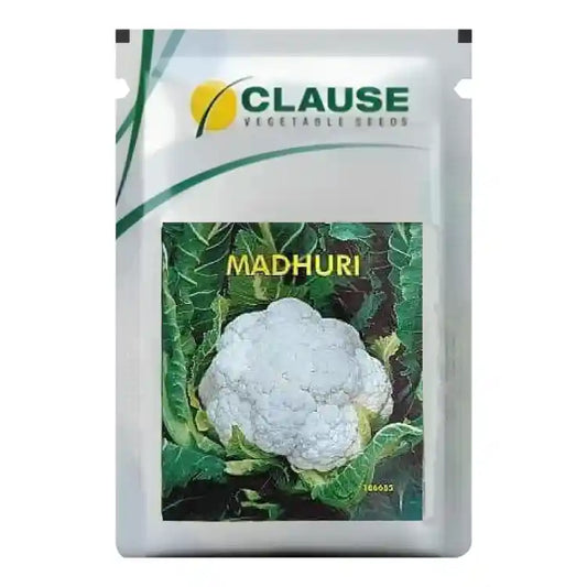 HM Clause Madhuri Cauliflower Seeds