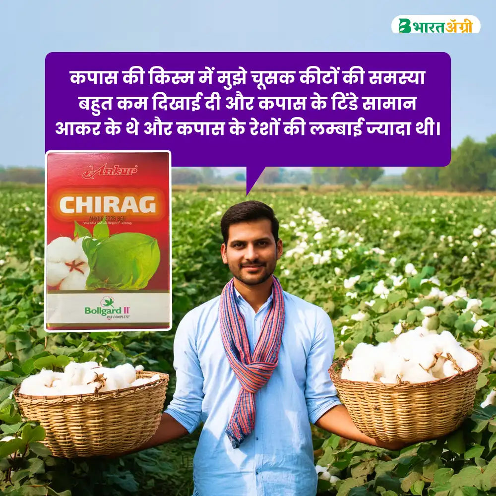 Ankur Chirag Cotton Seeds (475gm x 2) + Dhanuka Areva Insecticide (500gm) Combo