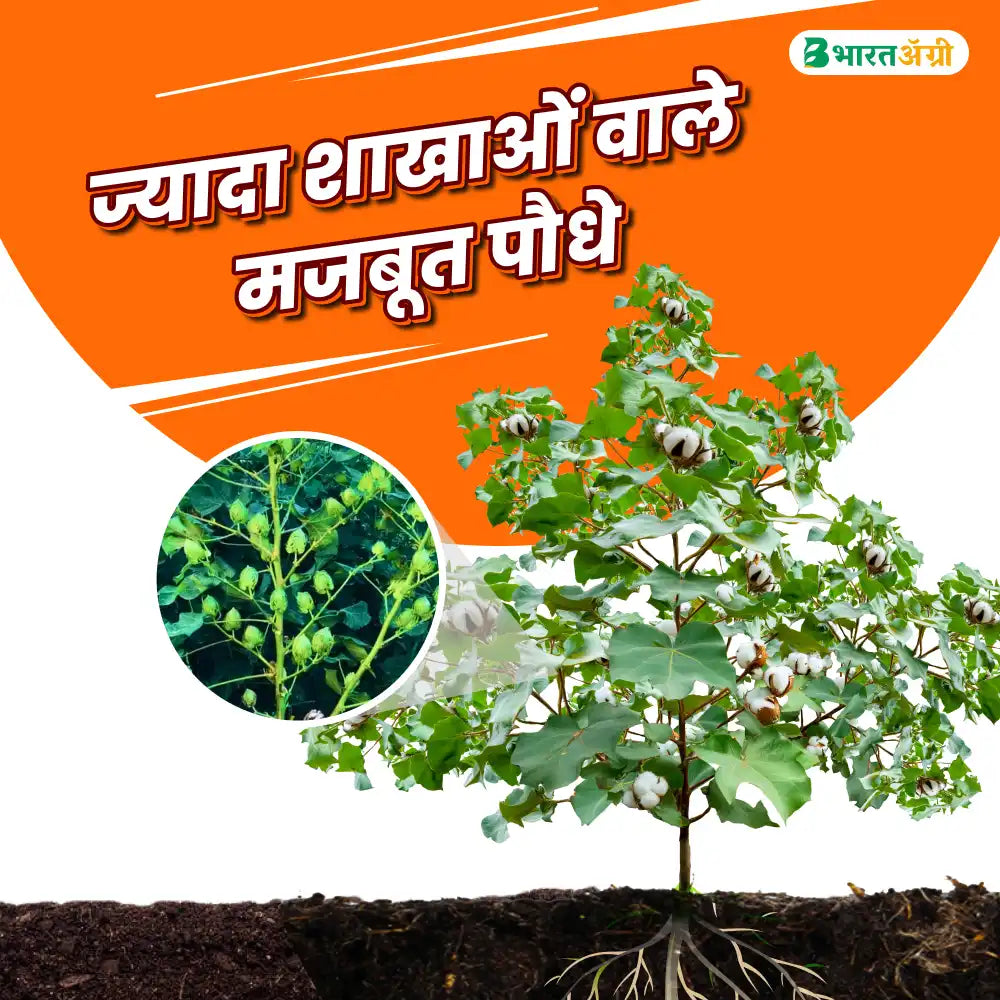 Ankur Chirag Cotton Seeds (475gm x 2) + Dhanuka Areva Insecticide (500gm) Combo