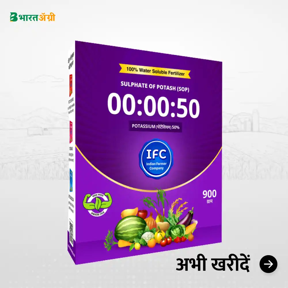 Brinjal Badhat Kit - Fruit Size and Color (70-150 days)
