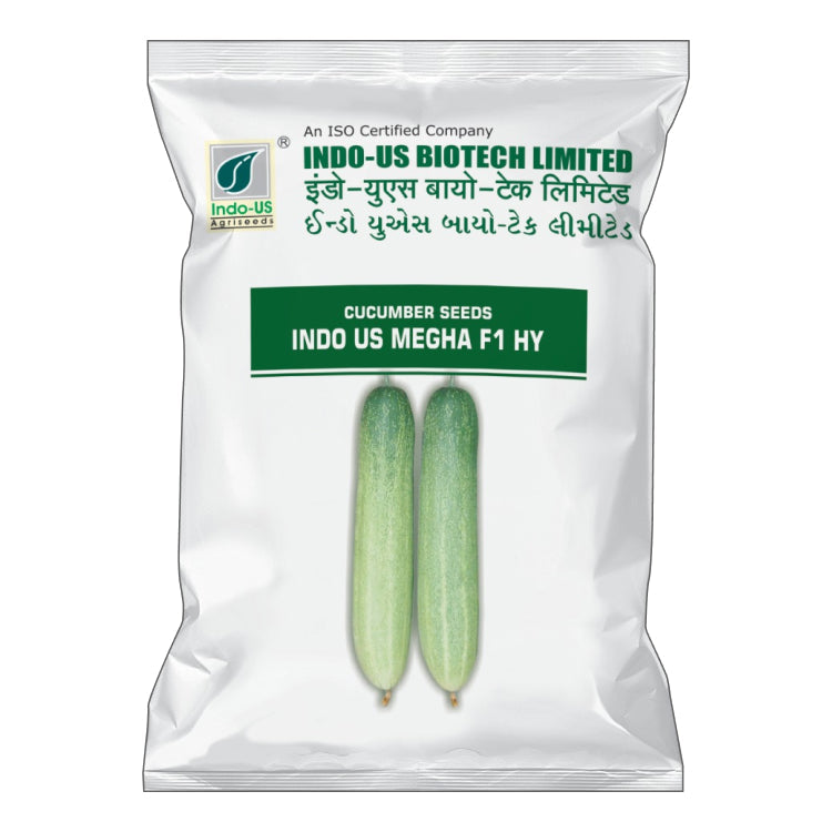 Indo US Megha Cucumber Seeds