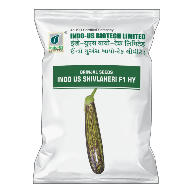 Indo US Shivlaheri F1 Hybrid Brinjal Seeds