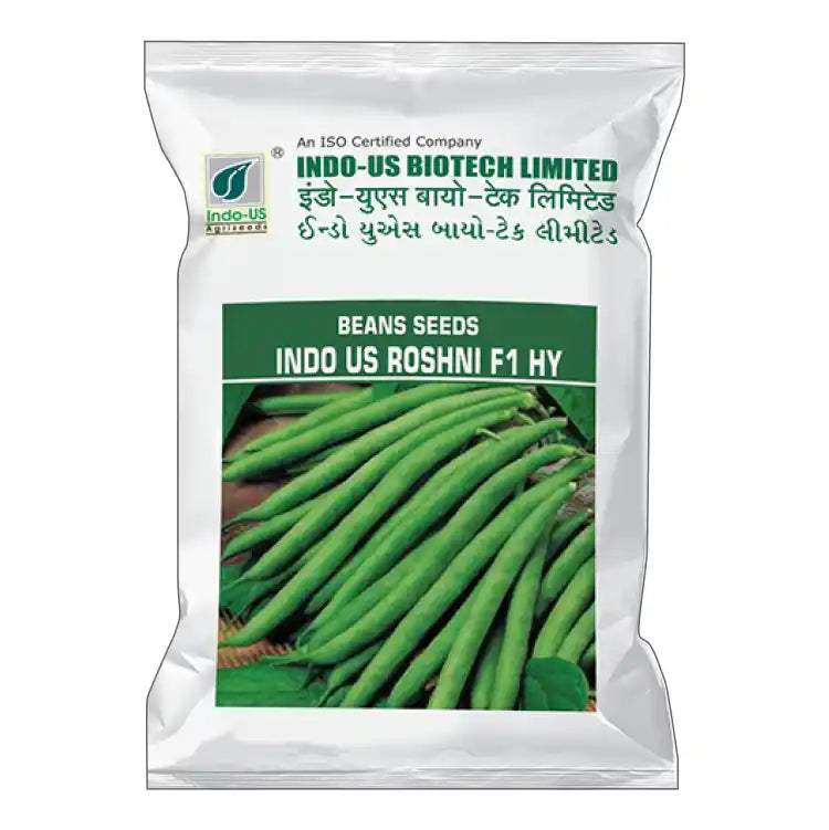 Indo US F1 Hybrid Rosani Beans Seeds