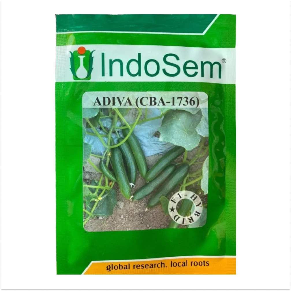 इंडोसेम अदिवा (CBA-1736) ककड़ी के बीज | Indosem Adiva (CBA-1736) Cucumber Seeds