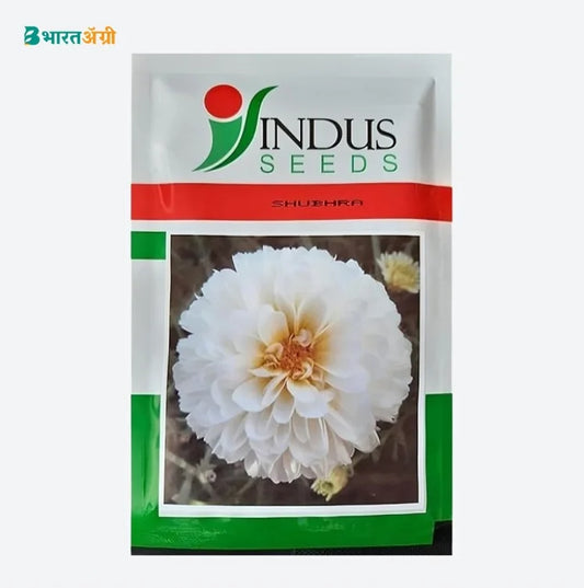 Indus Bijilee Shubhra Snow White Seeds | BharatAgri Krushidukan