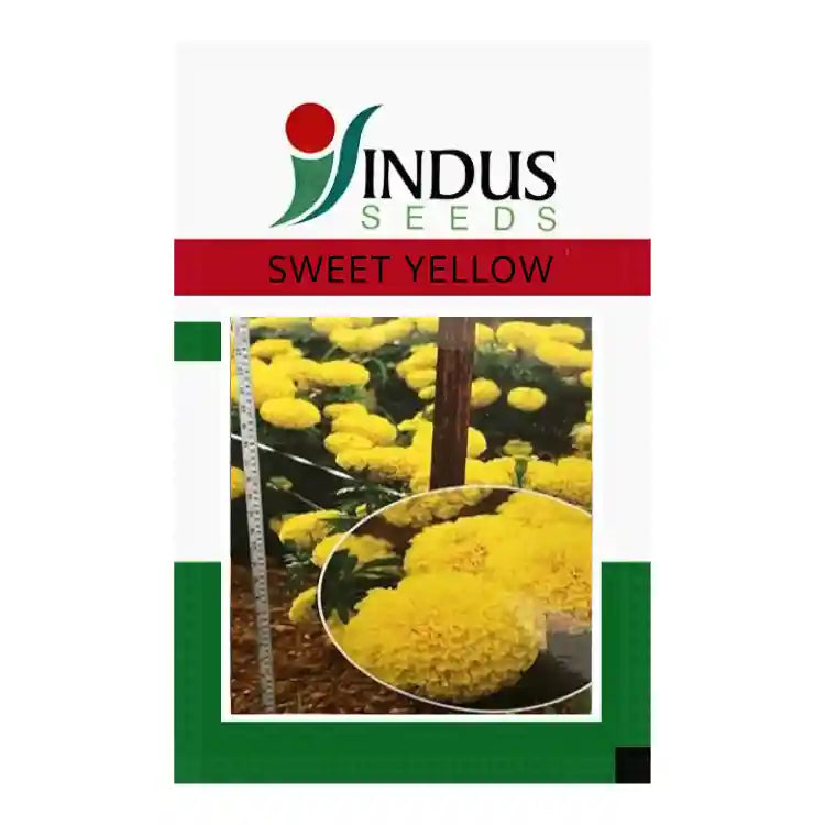 Indus_Sweet_Yellow_Marigold