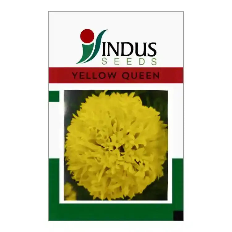 Indus Yellow Queen Gaillardia Seeds