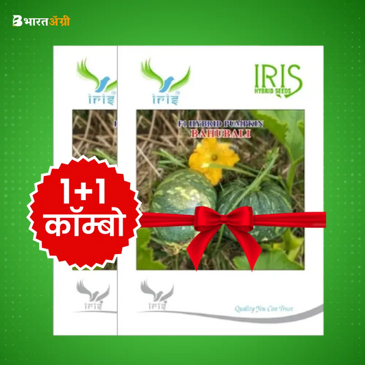 Iris Bahubali F1 Pumpkin Seeds_1 | BharatAgri Krushidukan