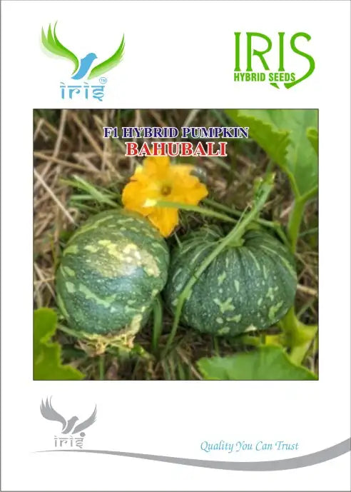 Iris Bahubali F1 Pumpkin Seeds_2 | BharatAgri Krushidukan