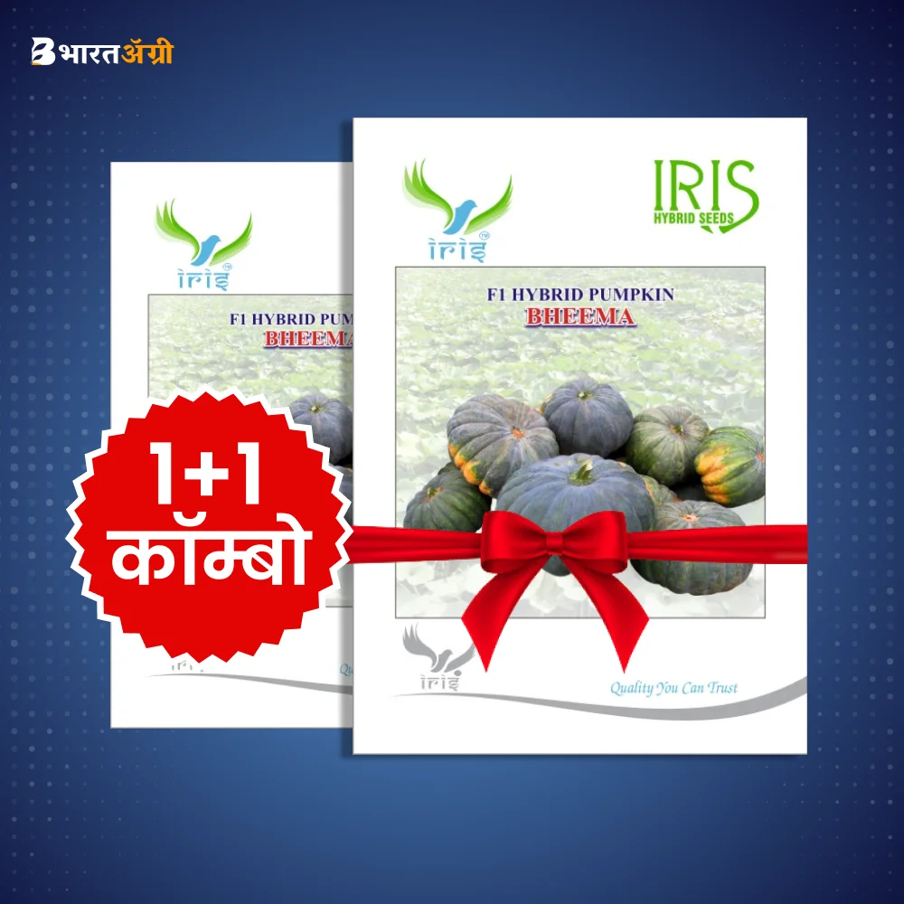 Iris Bhima F1 Pumpkin Seeds (1+1 Combo)