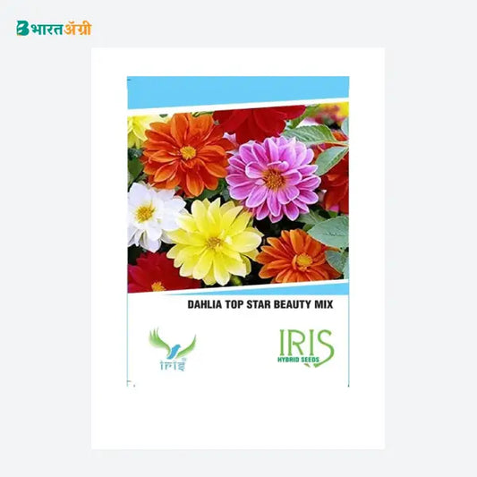 Iris Imported Dahlia Mix Flower Seeds_1 | BharatAgri Krushidukan
