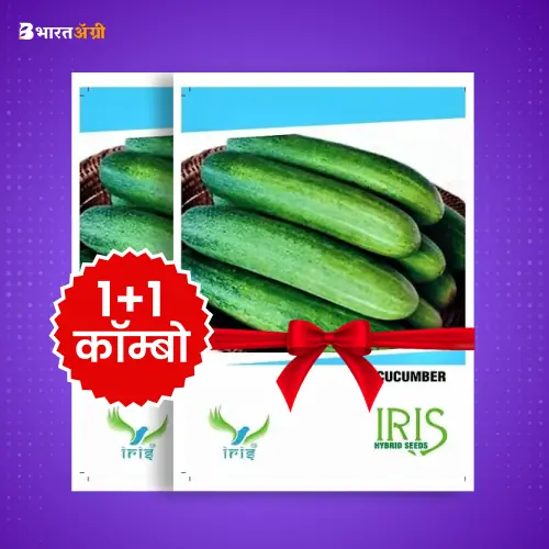 Iris Hybrid F1 Cucumber Seeds_1 | BharatAgri Krushidukan